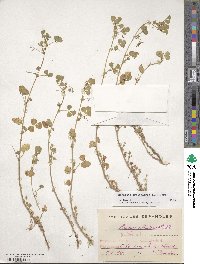 Medicago orbicularis image