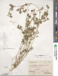 Medicago orbicularis image