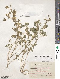 Medicago orbicularis image