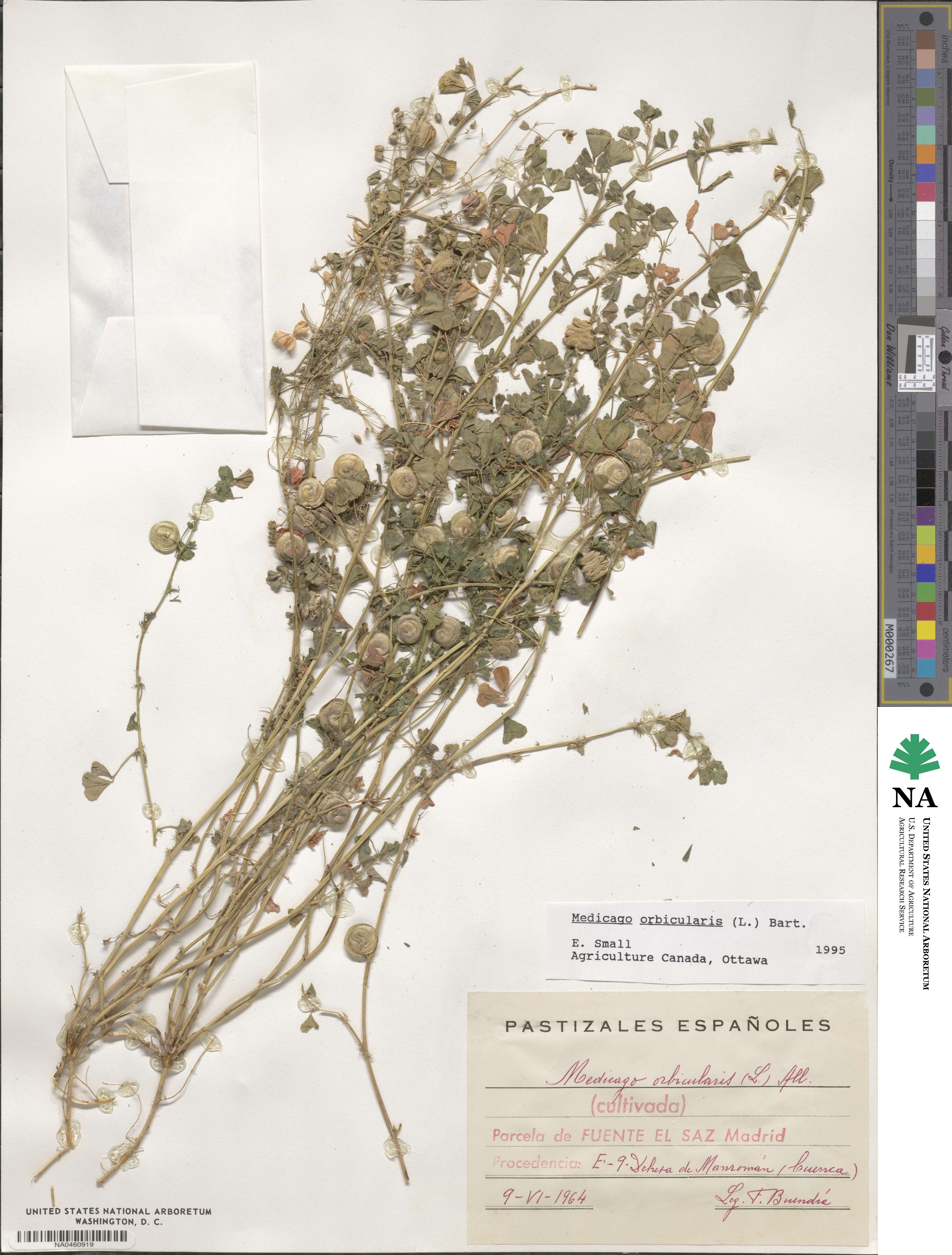 Medicago orbicularis image
