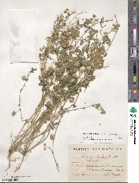 Medicago orbicularis image