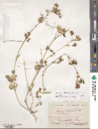 Medicago orbicularis image