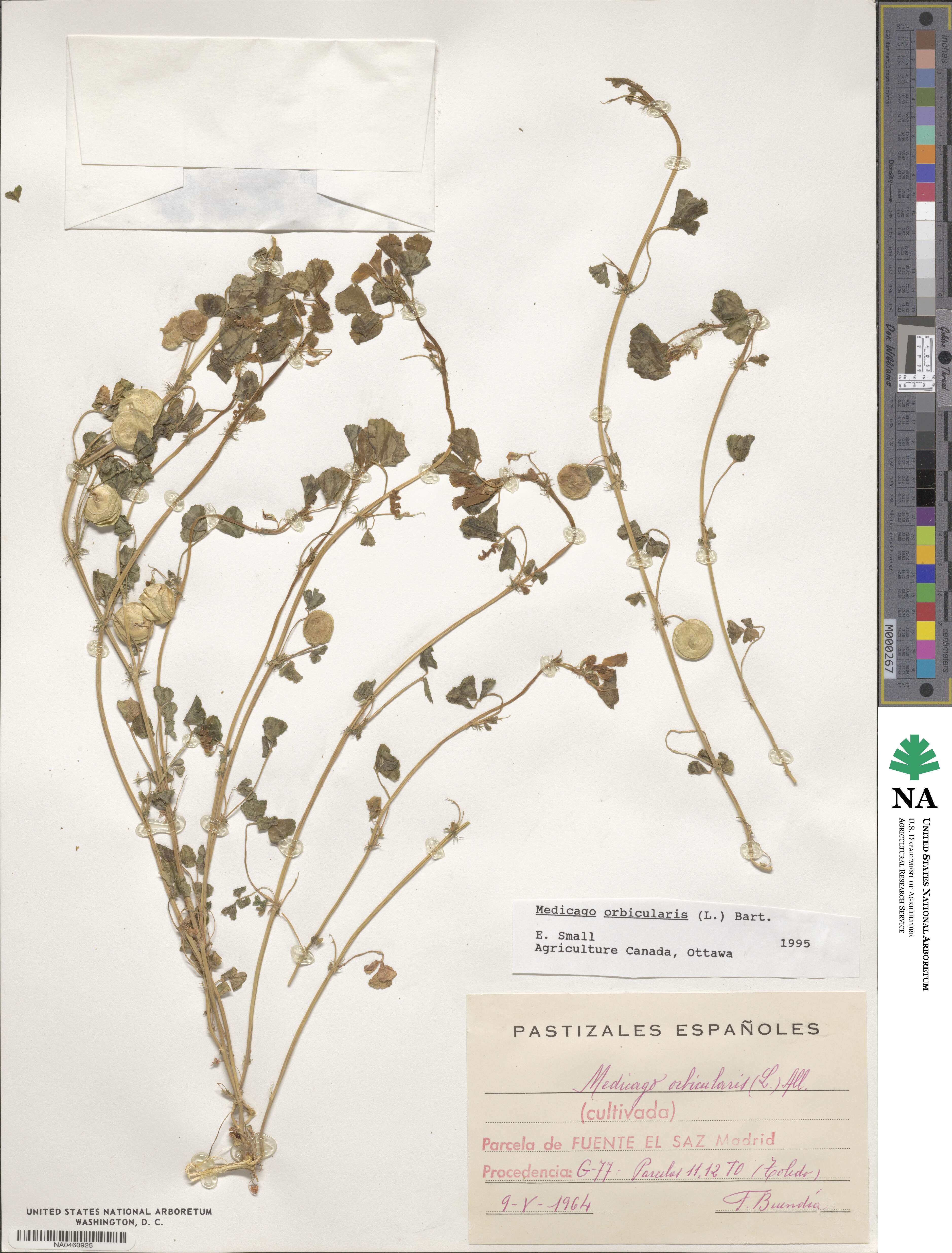 Medicago orbicularis image