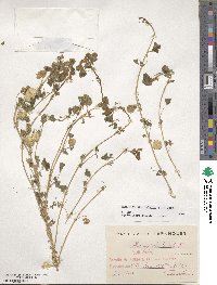 Medicago orbicularis image