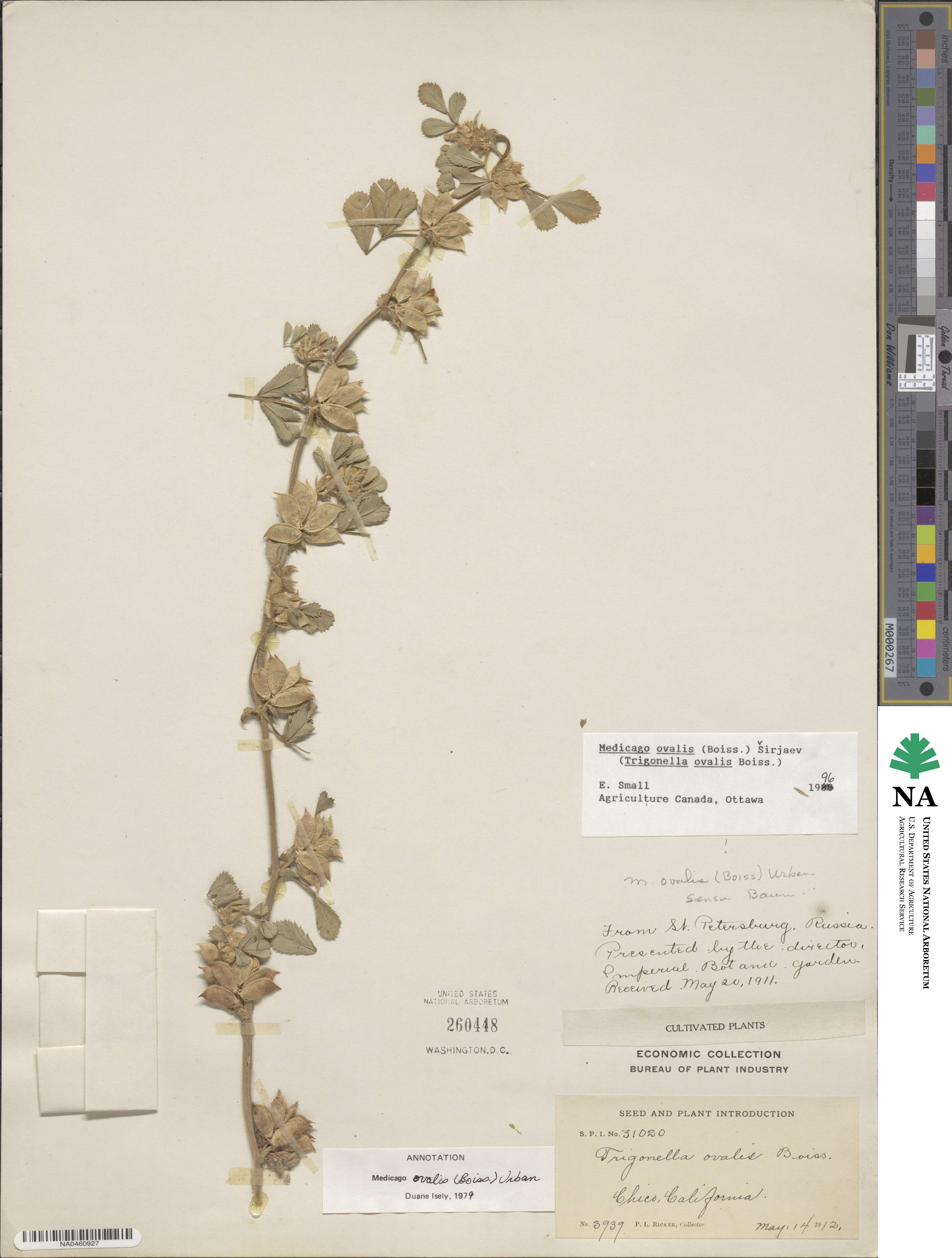 Medicago ovalis image