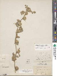 Medicago ovalis image