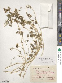 Medicago polymorpha image