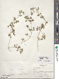 Medicago polymorpha image