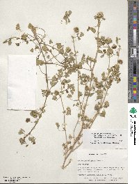 Medicago polymorpha image