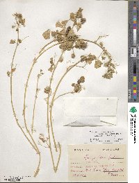 Medicago polymorpha image