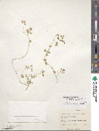 Medicago polymorpha image