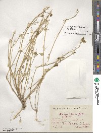 Medicago polymorpha image