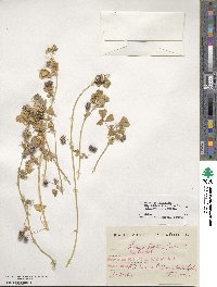 Medicago polymorpha image