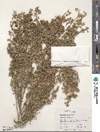 Medicago polymorpha image