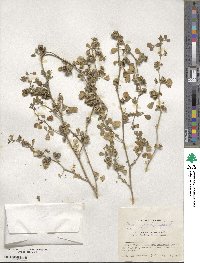 Medicago polymorpha image