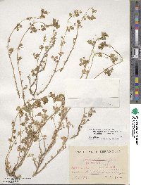 Medicago polymorpha image