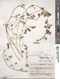 Medicago polymorpha image