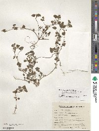 Medicago polymorpha image