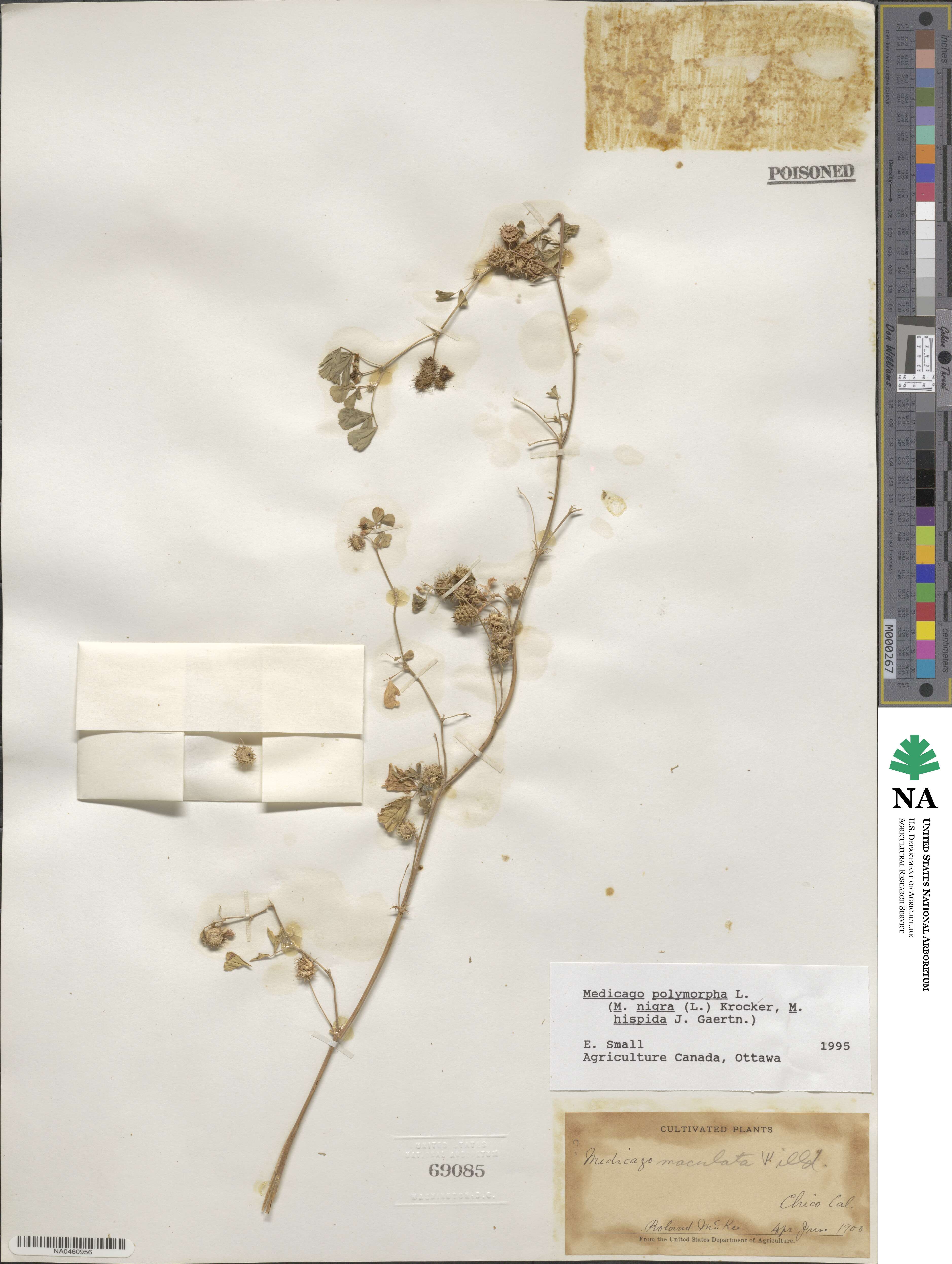 Medicago image
