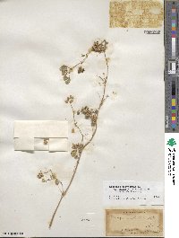 Medicago polymorpha image