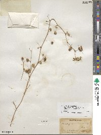 Medicago polymorpha image