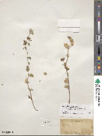 Medicago polymorpha image