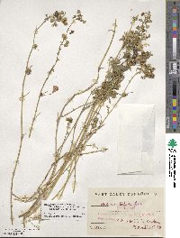 Medicago polymorpha image