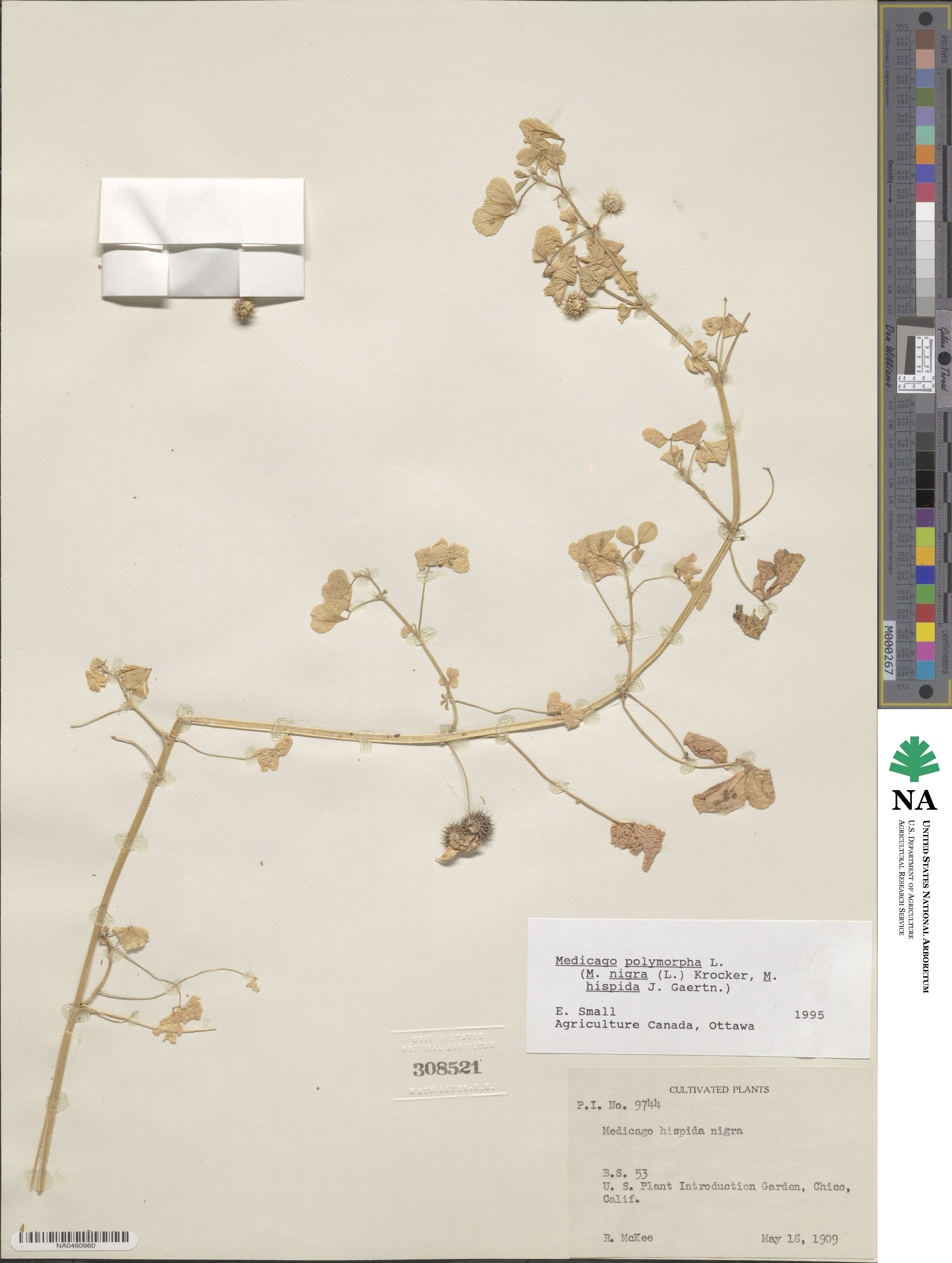 Medicago polymorpha image