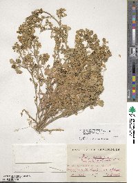 Medicago polymorpha image