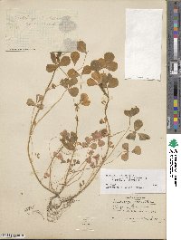 Medicago polymorpha image