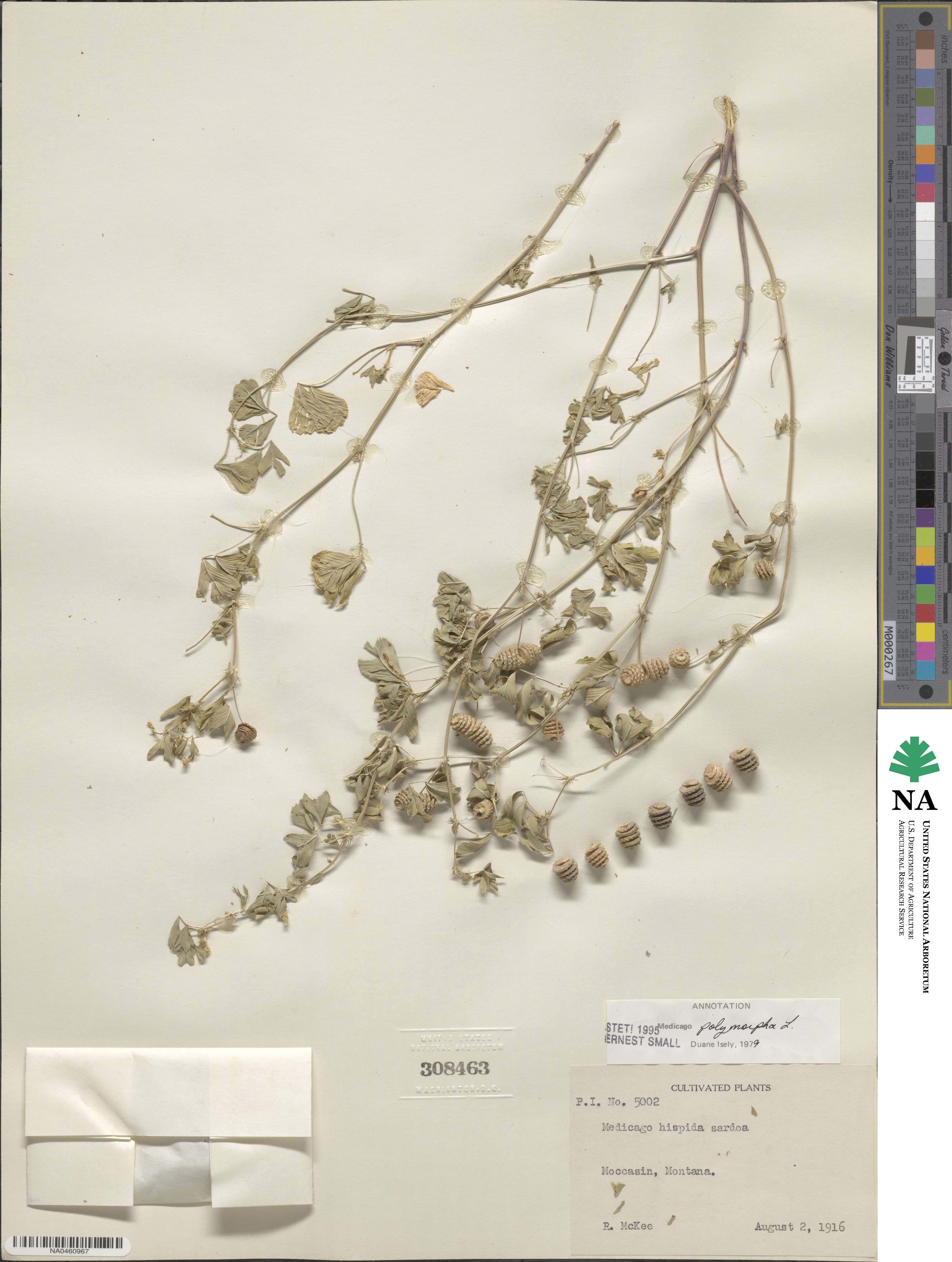 Medicago image