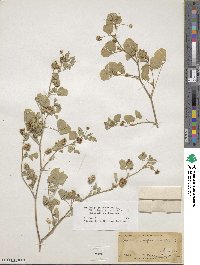 Medicago polymorpha image