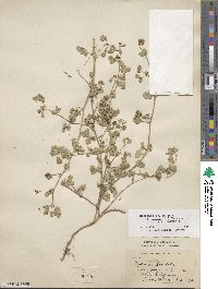 Medicago polymorpha image