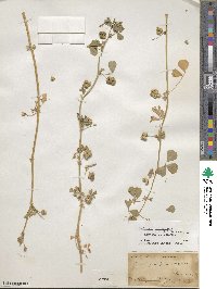 Medicago polymorpha image