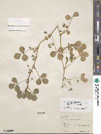 Medicago polymorpha image