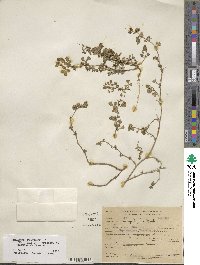 Medicago polymorpha image