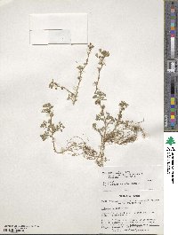 Medicago polymorpha image