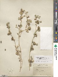 Medicago polymorpha image