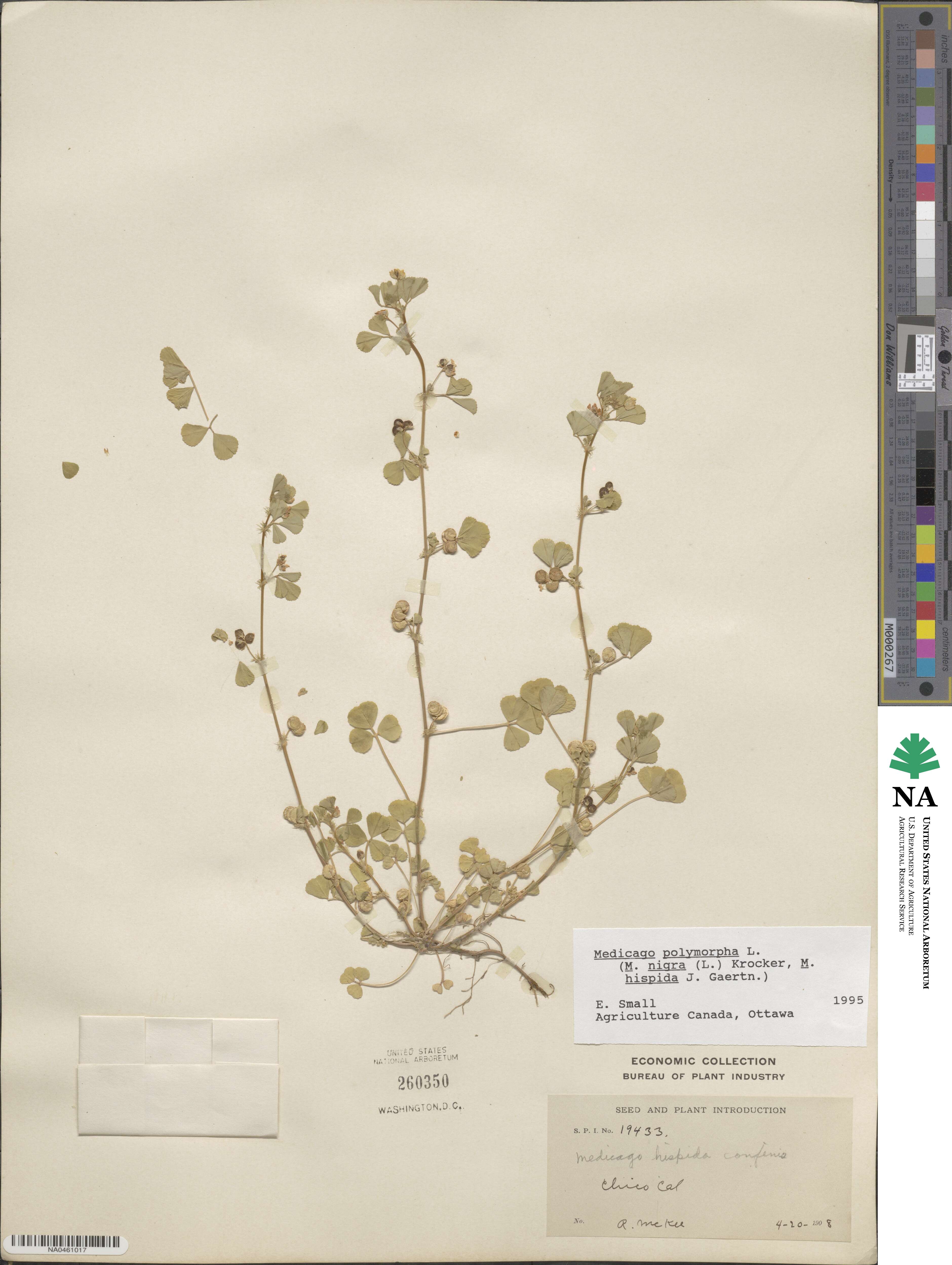Medicago polymorpha image