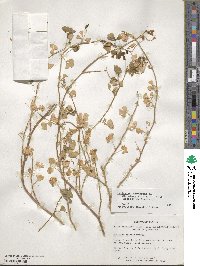 Medicago polymorpha image