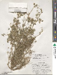 Medicago polymorpha image