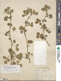 Medicago polymorpha image