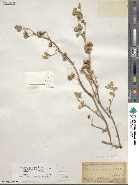 Medicago polymorpha image