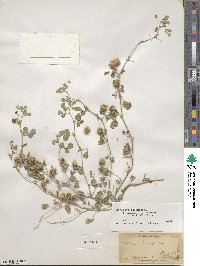 Medicago polymorpha image