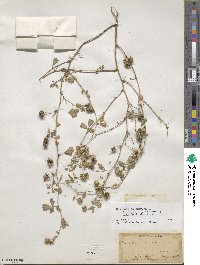 Medicago polymorpha image