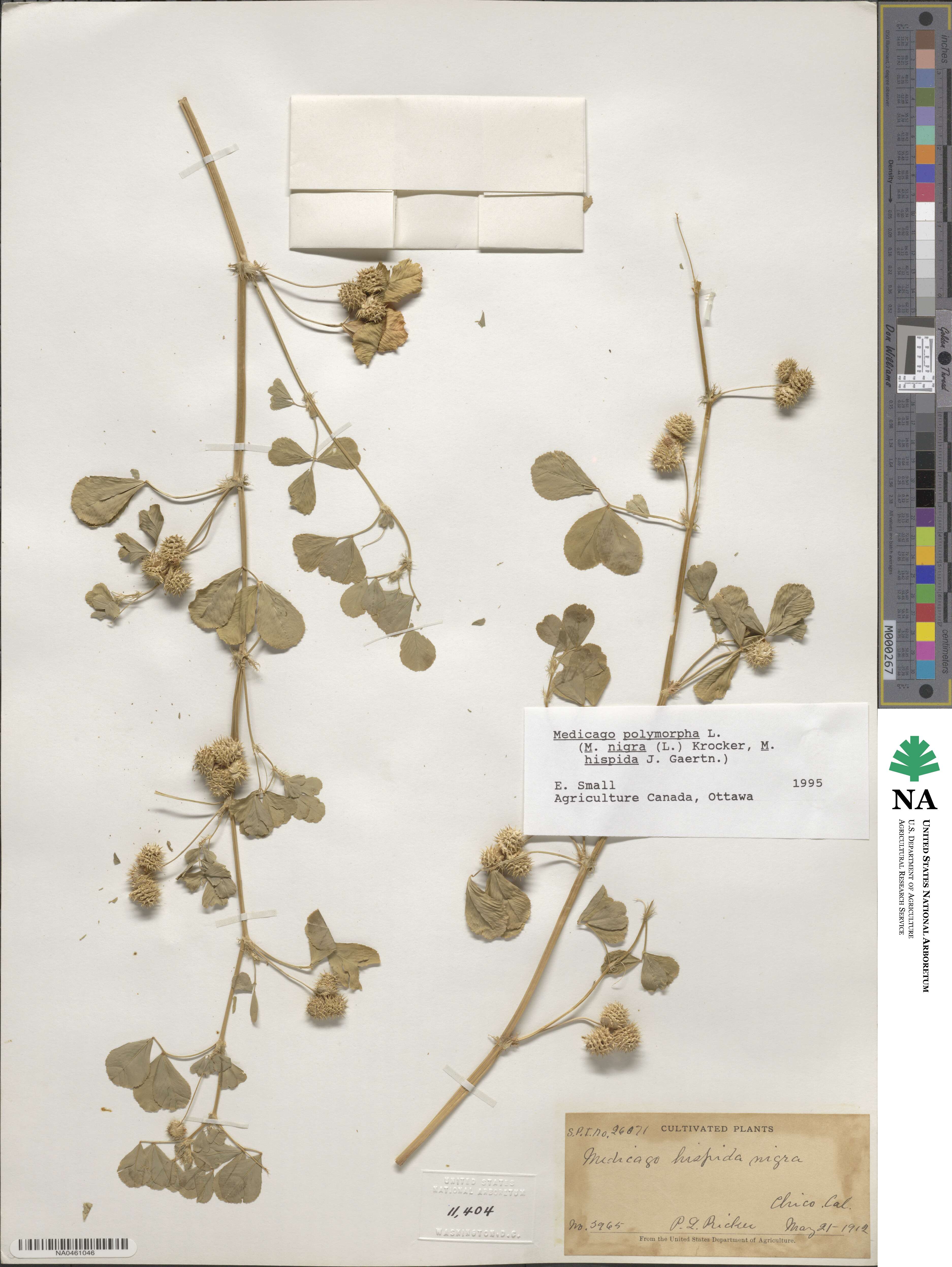 Medicago polymorpha image