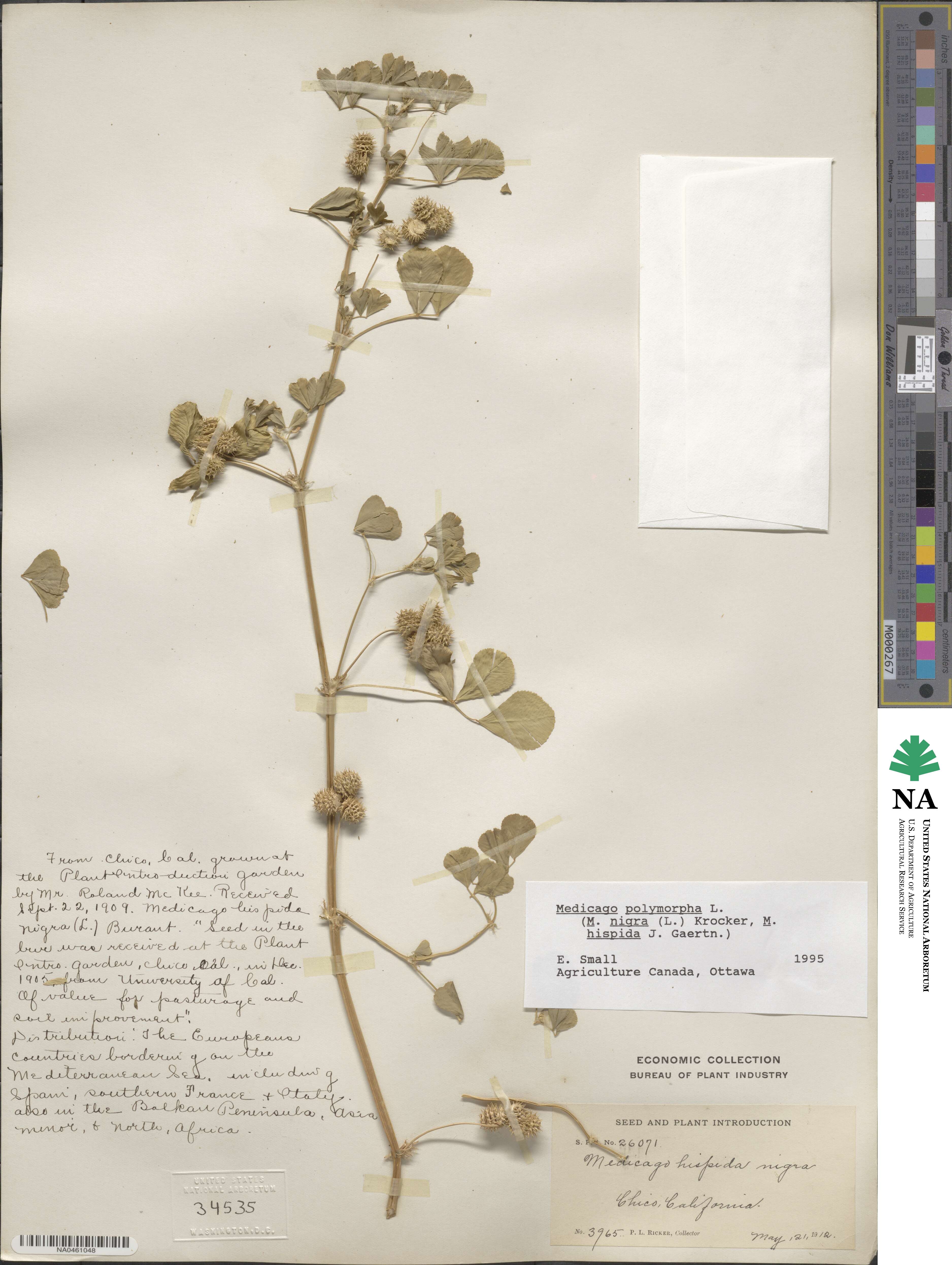 Medicago polymorpha image