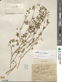 Medicago polymorpha image