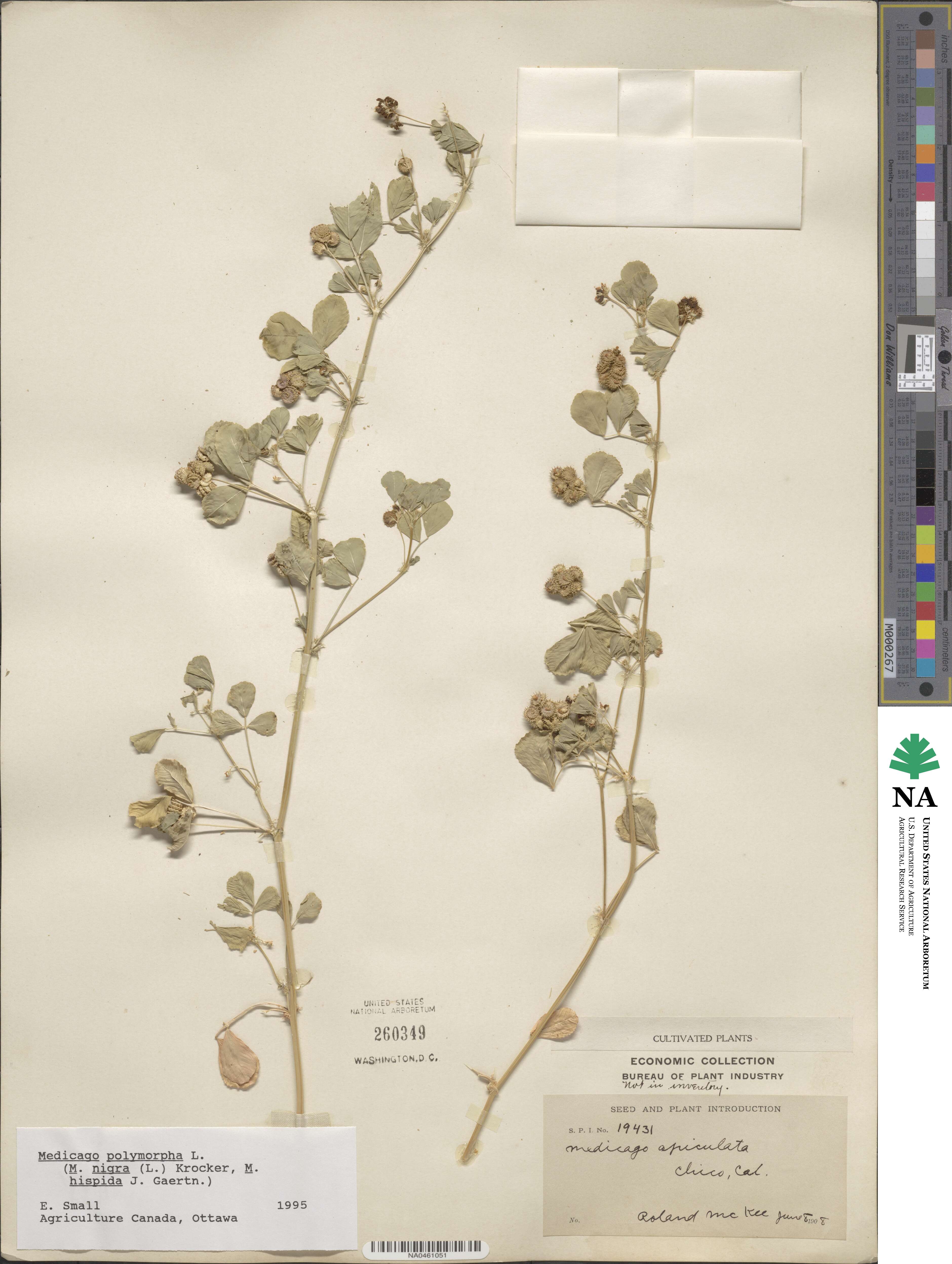 Medicago polymorpha image