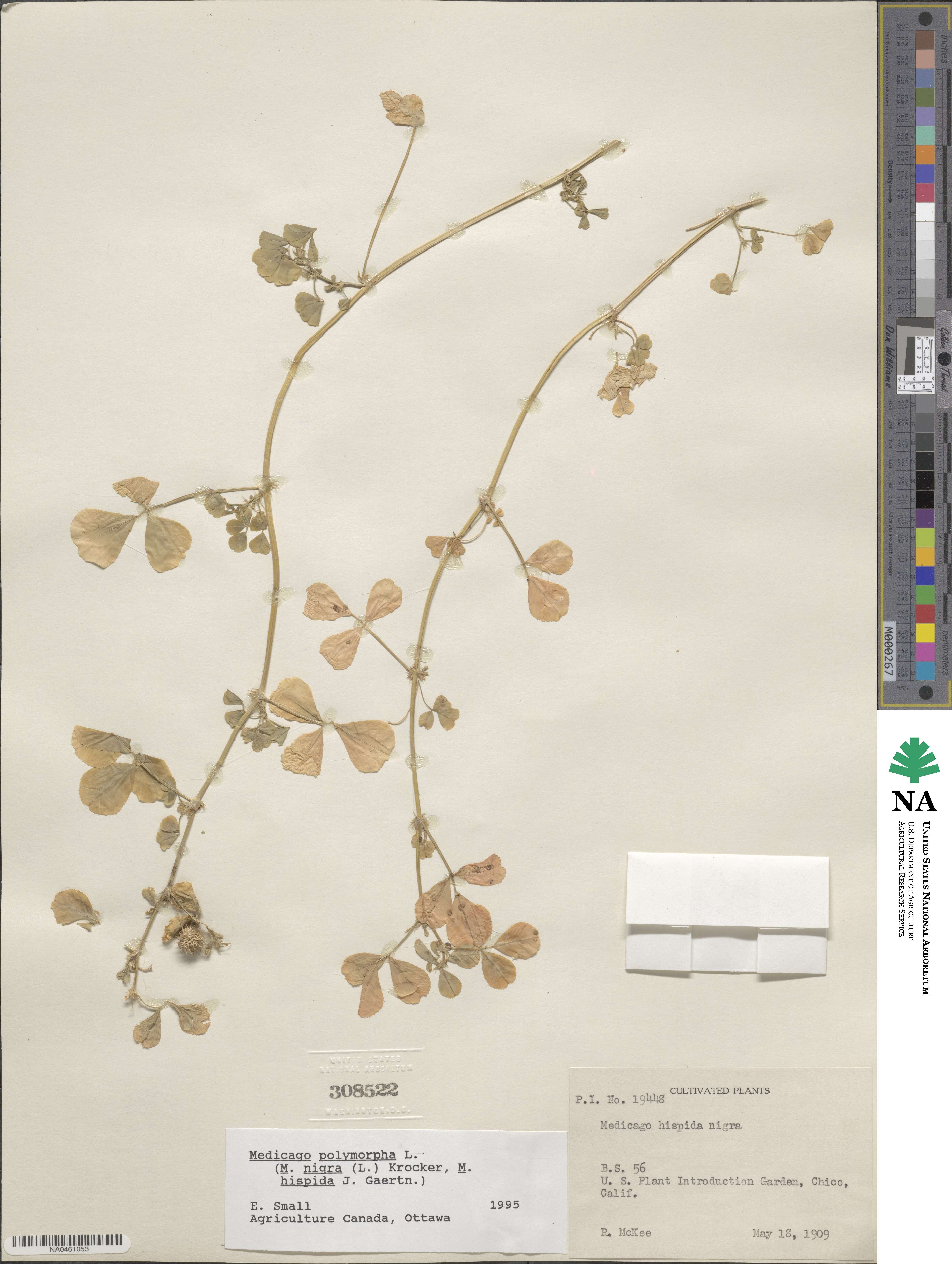 Medicago polymorpha image